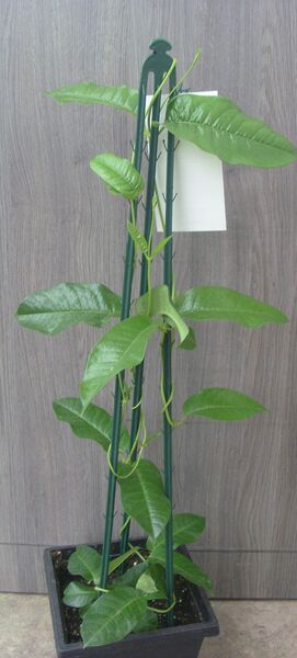 Agathe XL White Mix: 20 inch Planter Agathe XL White Mix: 20 inch Planter