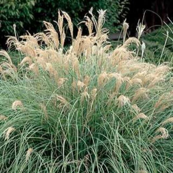 Adagio: 2 Gallon Pot