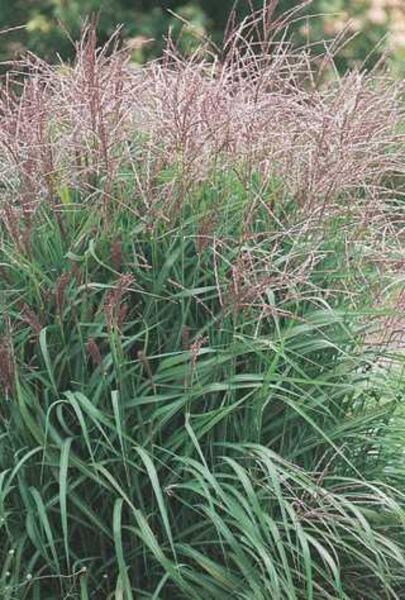 Purpurescens: 2 Gallon Pot
