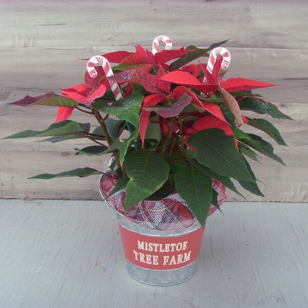 Enhanced 6" Poinsettia red w mistletoe pot and candy canes: 6 inch pot