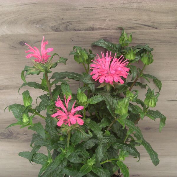 Electric Neon Pink: 5.5 inch pot Electric Neon Pink: 5.5 inch pot