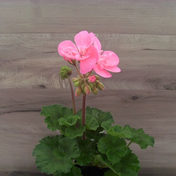 Pink: 4 inch pot