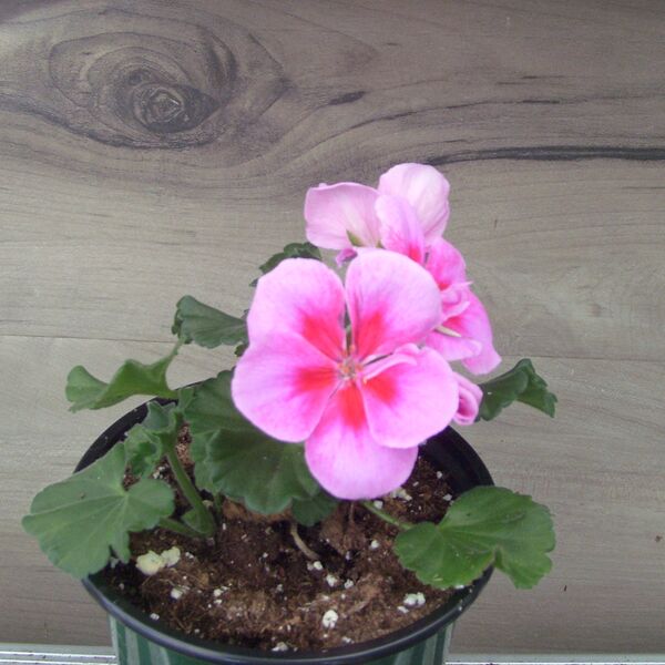 Purple Big Eye: 4 inch pot