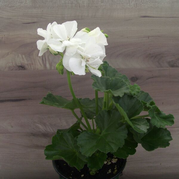 White: 4 inch pot