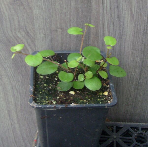 Creeping Wire Vine: 3.5 inch pot