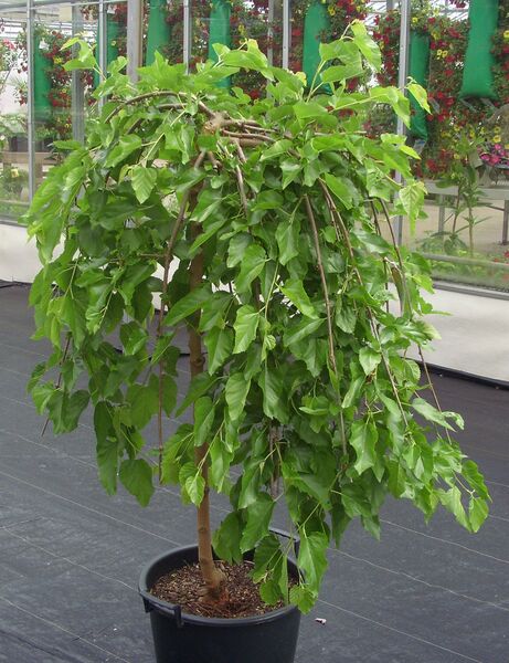 Weeping Chaparral (No Fruit): 7 Gallon Pot