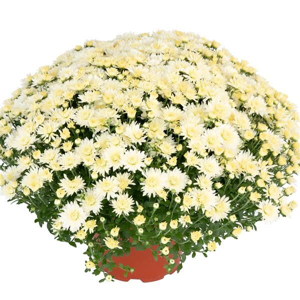 Norah White: 12 inch Planter Norah White: 12 inch Planter