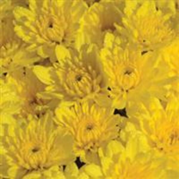 Sunrise Yellow: 6.5 inch pot Sunrise Yellow: 6.5 inch pot