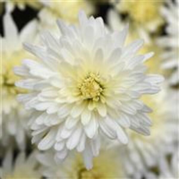 Tribeca White - White Cushion: 10 inch pot Tribeca White - White Cushion: 10 inch pot