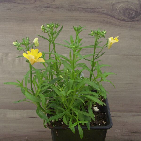 Banana: 3.5 inch pot