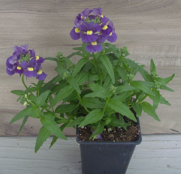 Blue: 3.5 inch pot Blue: 3.5 inch pot