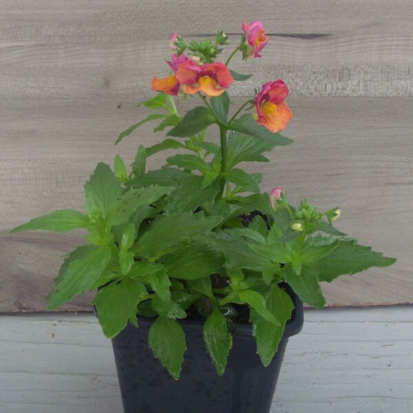 Orange Sunset: 3.5 inch pot Orange Sunset: 3.5 inch pot