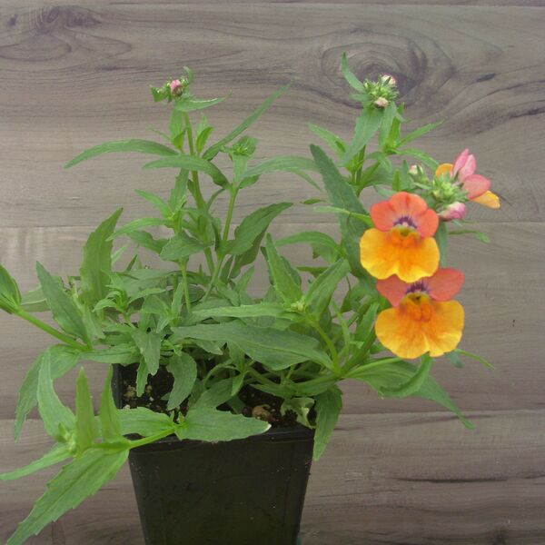 Peach: 3.5 inch pot