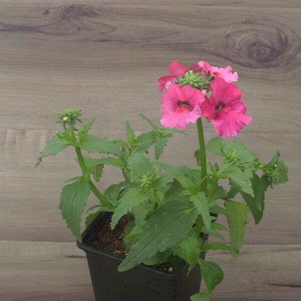 Raspberry: 3.5 inch pot