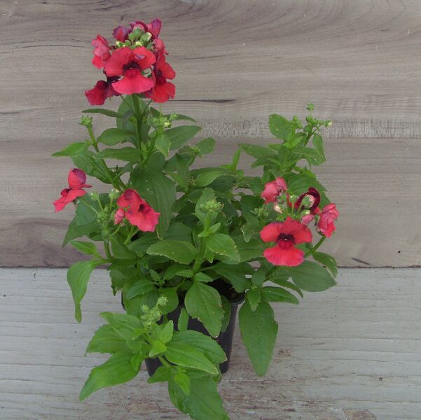 Red: 3.5 inch pot