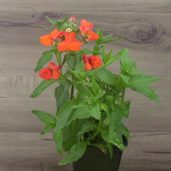 Watermelon: 3.5 inch pot