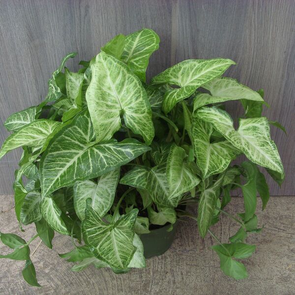 White Butterfly: 5 inch Pot