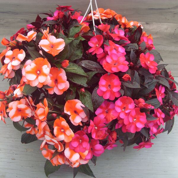 Blue Star/Orange Star Mix: 11 inch Hanger