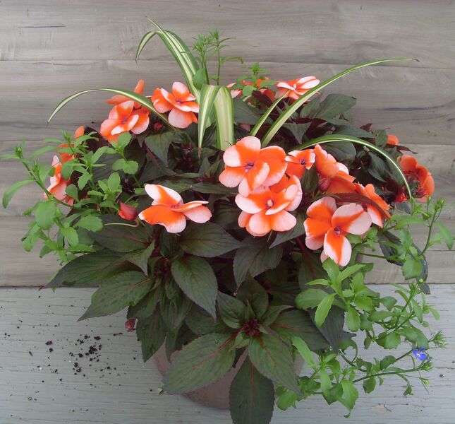 Orange Star Mix - 12": 12 inch Planter Orange Star Mix - 12": 12 inch Planter