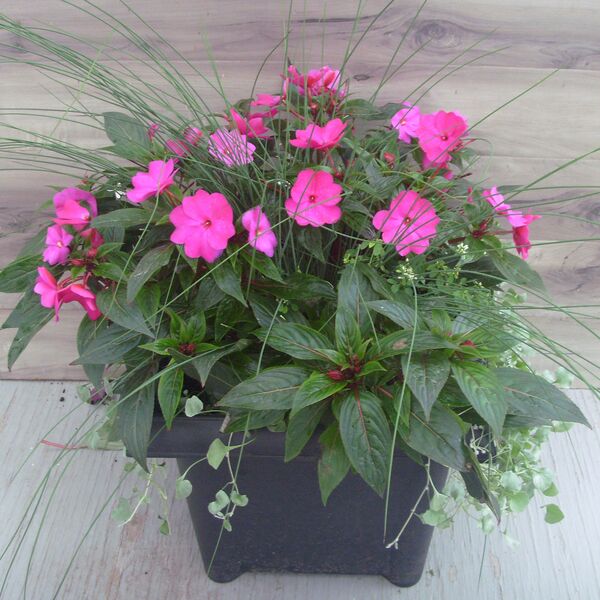 Violet Mix - 16": 16 inch Planter Violet Mix - 16": 16 inch Planter