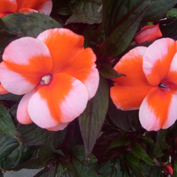 Orange Star: 3.5 inch pot Orange Star: 3.5 inch pot