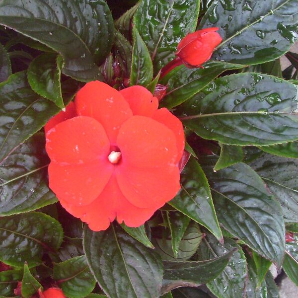 True Red: 3.5 inch pot True Red: 3.5 inch pot