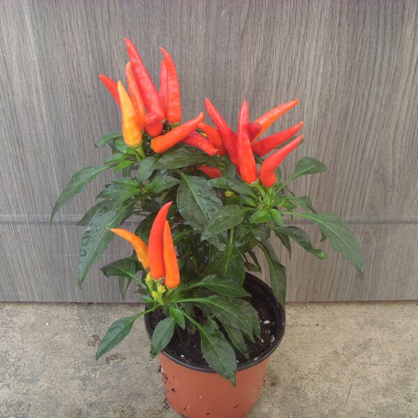 Chilly Chili: 4 inch pot Chilly Chili: 4 inch pot