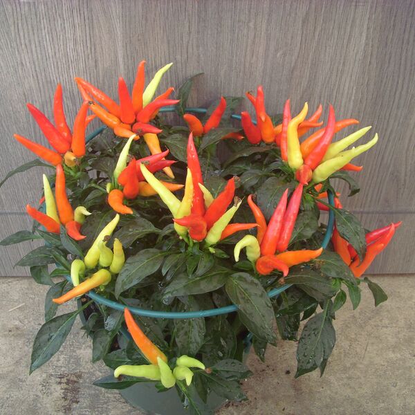 Chilly Chili: 6.5 inch pot Chilly Chili: 6.5 inch pot