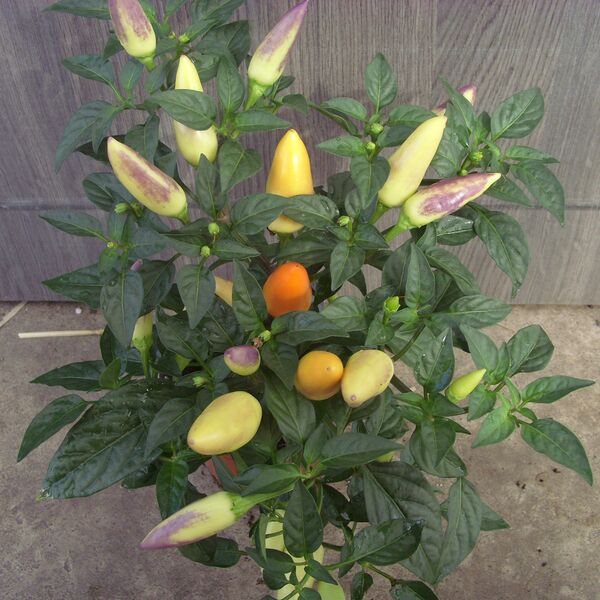 Acapulco Orange: 4 inch pot