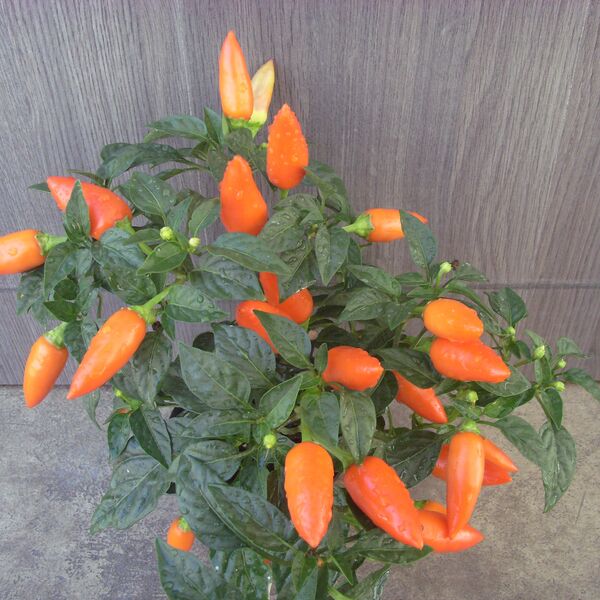 Acapulco Orange: 4 inch pot