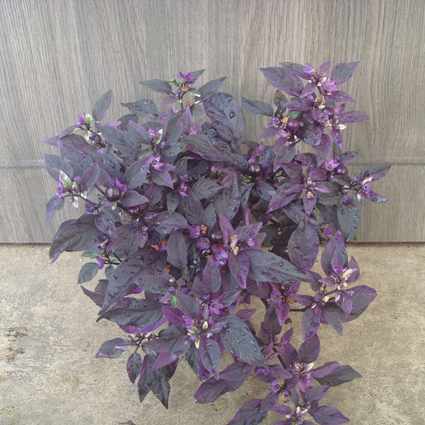 Purple Flash: 4 inch pot