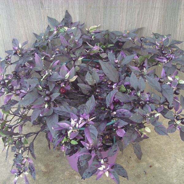Purple Flash: 6.5 inch pot