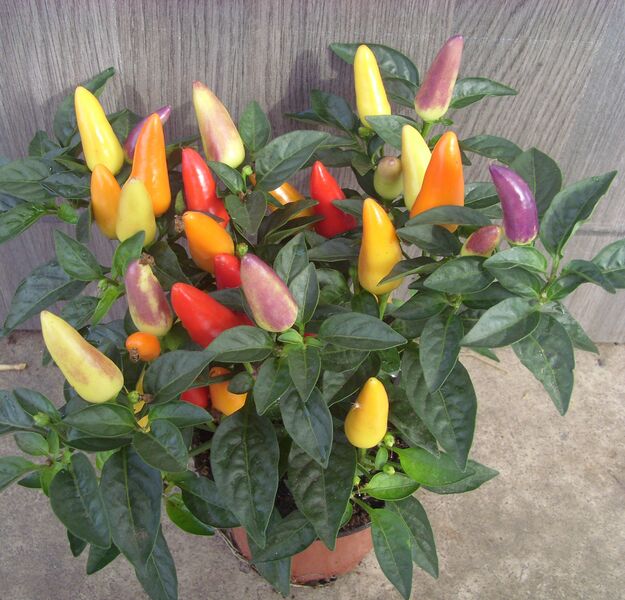 Acapulco Red: 4 inch pot