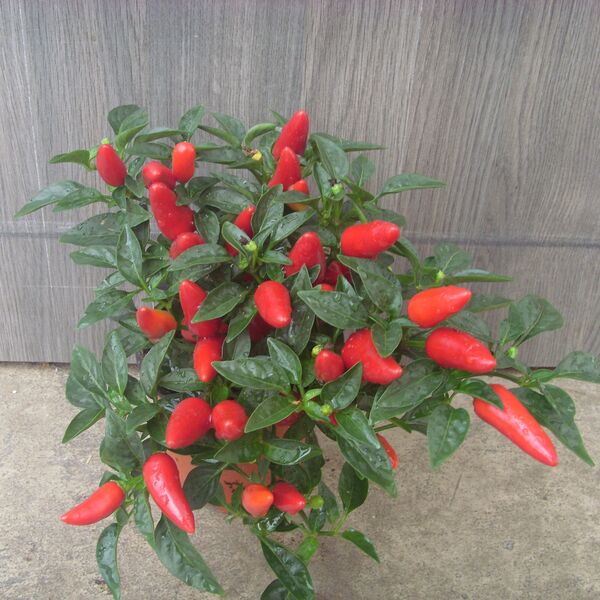 Acapulco Red: 4 inch pot