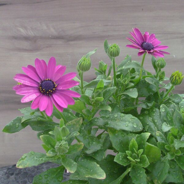 Serenity Dark Purple: 4 inch (Terra Cotta)