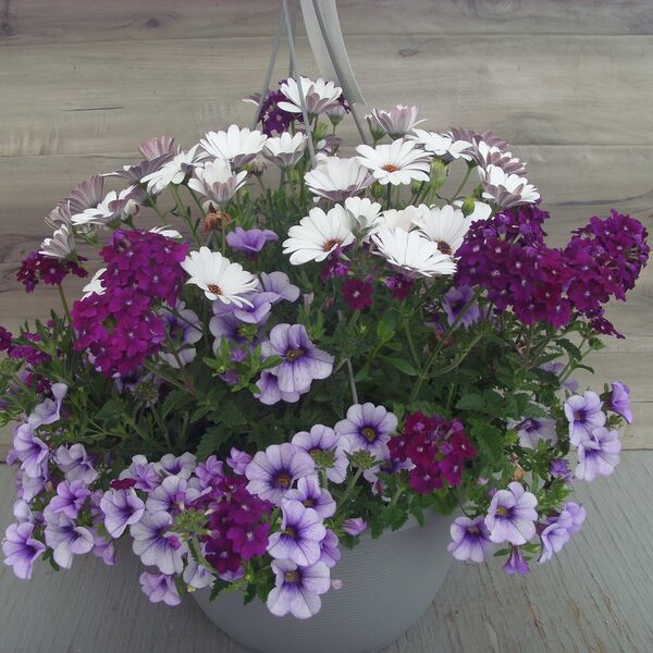 Serenity White Mix: 13 inch Hanger