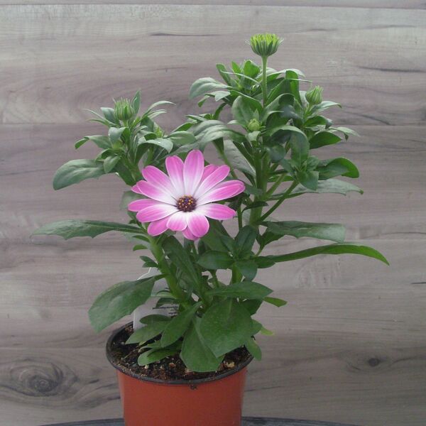 Serenity Pink Party: 4 inch (Terra Cotta)