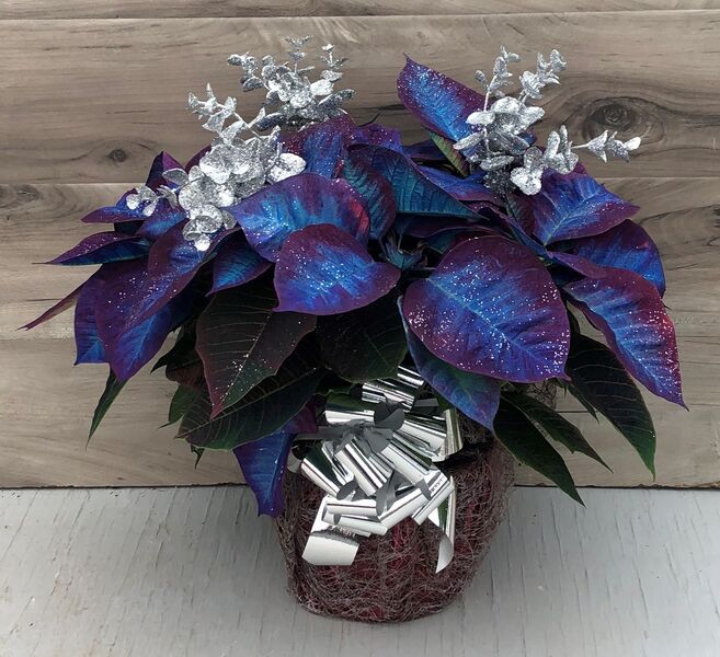 Perfectly Painted - Burgundy: 6.5 inch pot