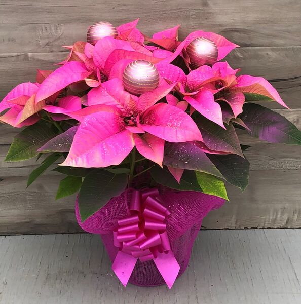 Perfectly Painted - Pink: 6.5 inch pot