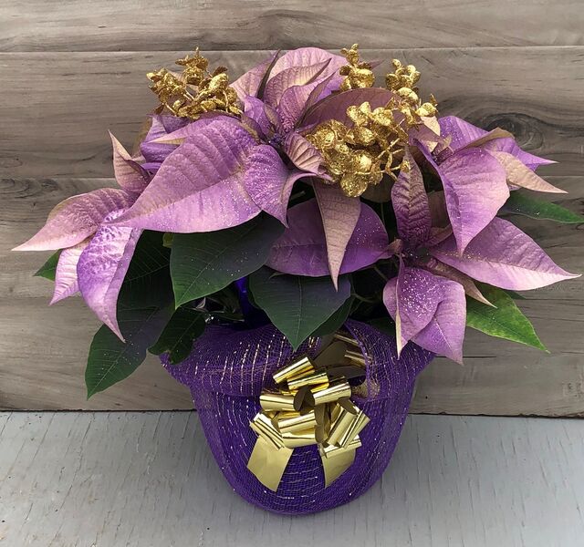 Perfectly Painted - Purple: 6.5 inch pot