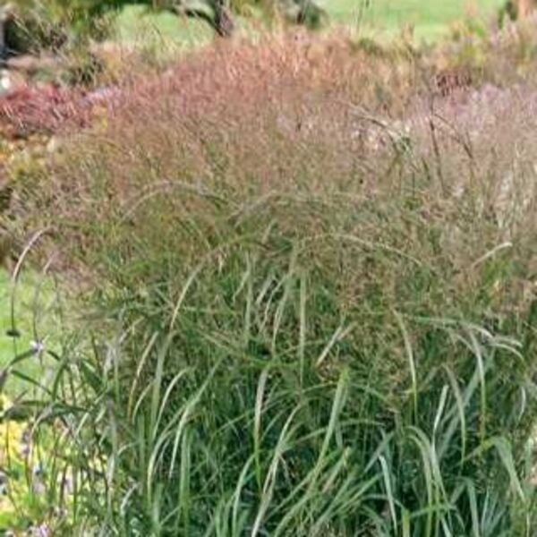 Prairie Winds 'Apache Rose': Proven Winner pot