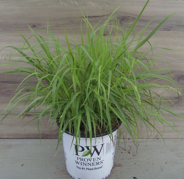 Prairie Winds 'Cheyenne Sky': 8 inch Pot