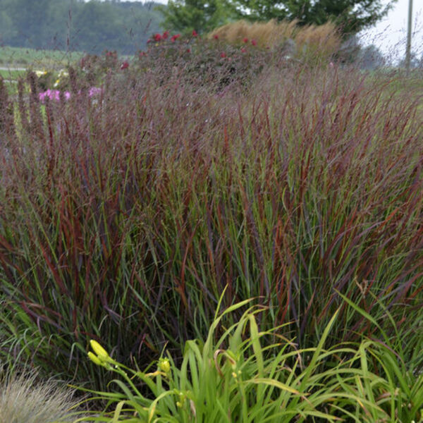 Prairie Winds 'Cheyenne Sky': 8 inch Pot