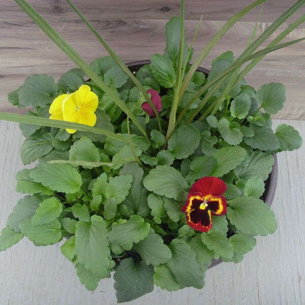 On Fire/Yellow Mix: 12 inch Planter