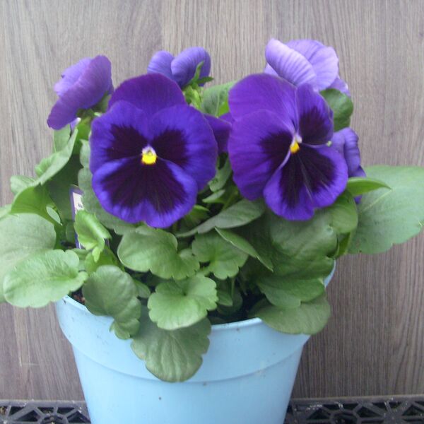 Deep Blue Dazzle: 6.5 inch pot