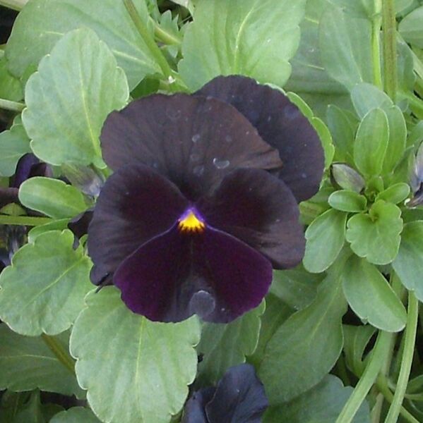 Black Delight Viola: 3.5 inch pot