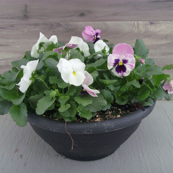 Pink Berry/White Mix: 12 inch Bowl