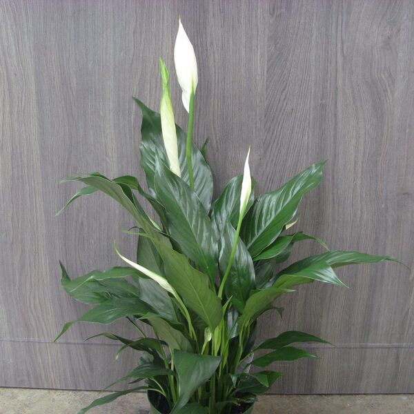 Peace Lily: 6 inch pot