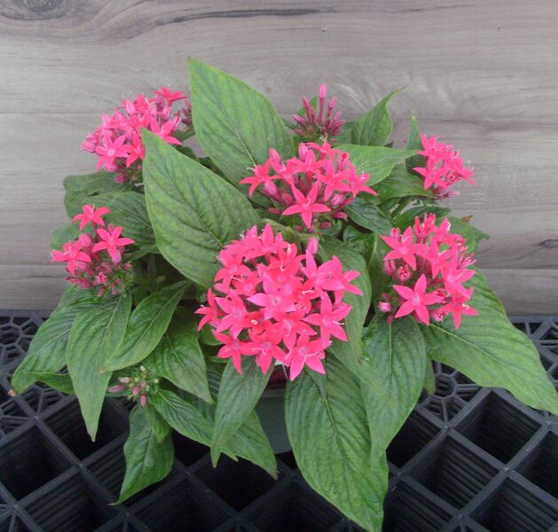 Lipstick: 6.5 inch pot