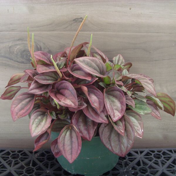 Cayenne: 5 inch Pot